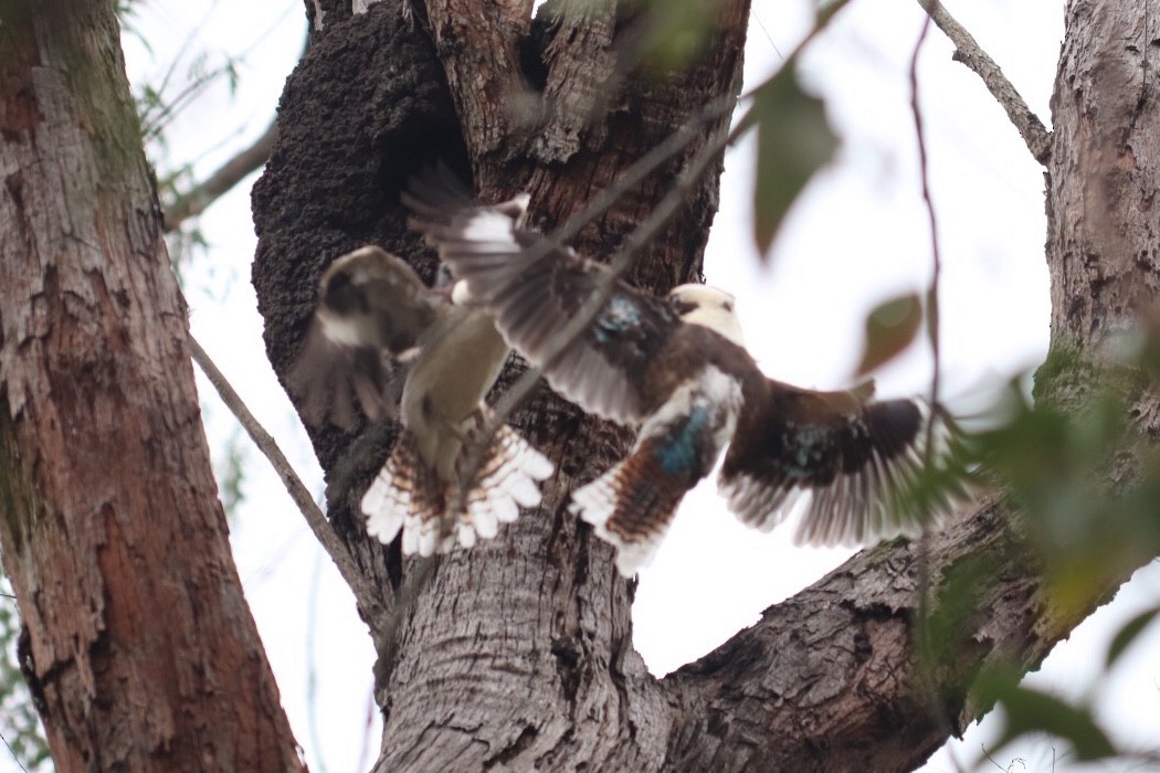 Laughing Kookaburra - ML376921431