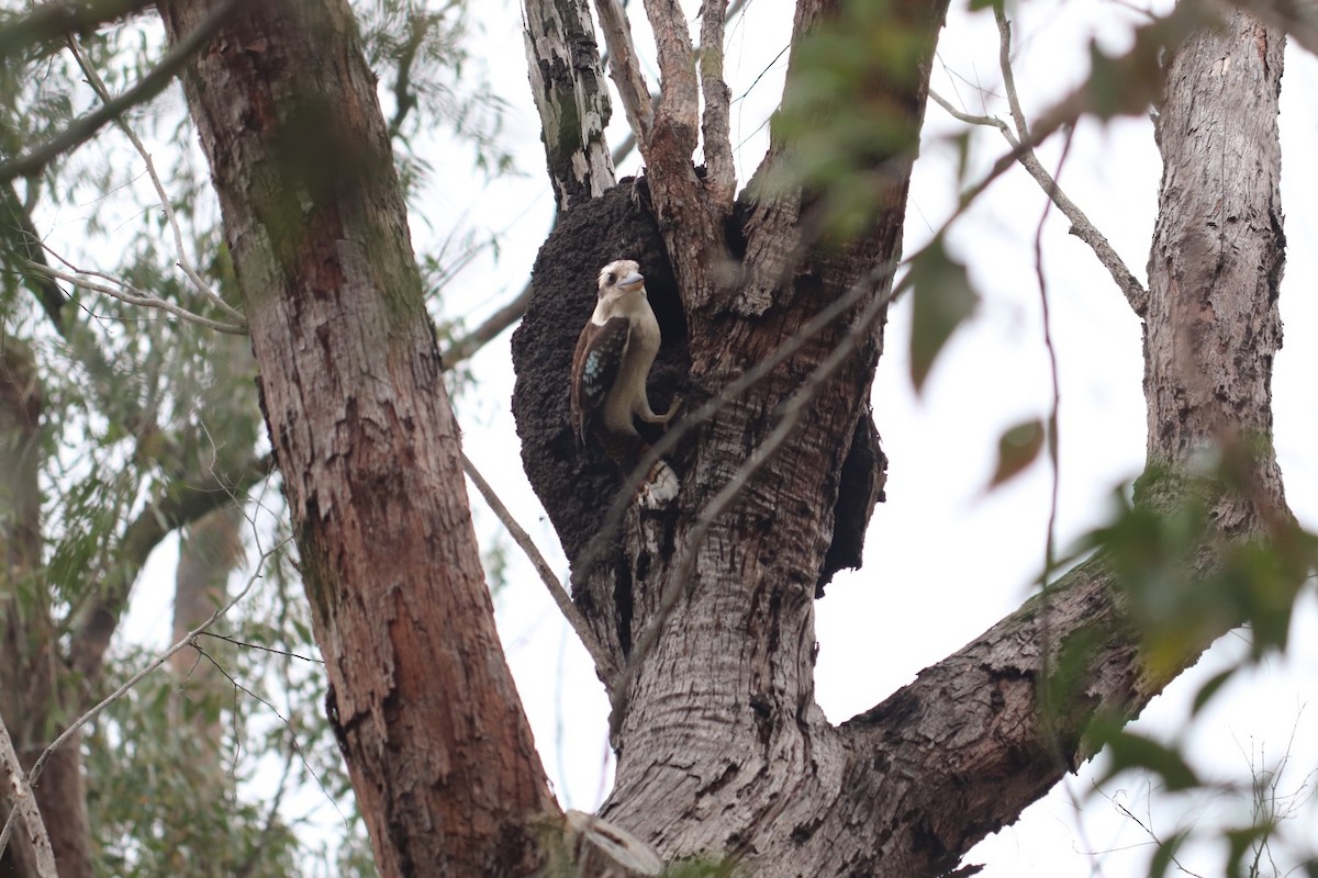 Laughing Kookaburra - ML376921451