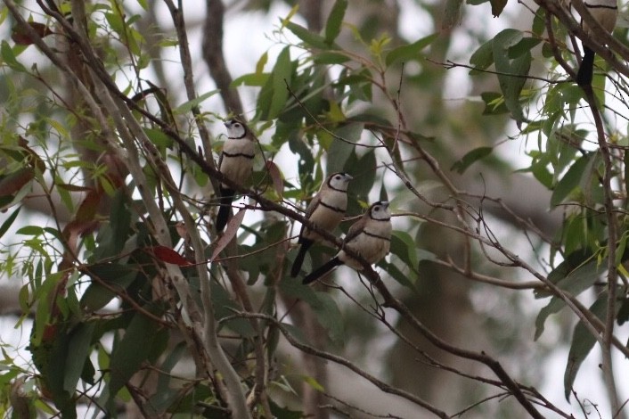 Double-barred Finch - ML376921471