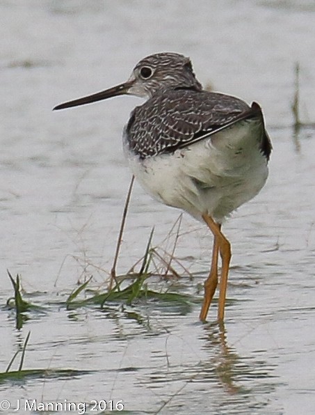 Greater Yellowlegs - ML37692211