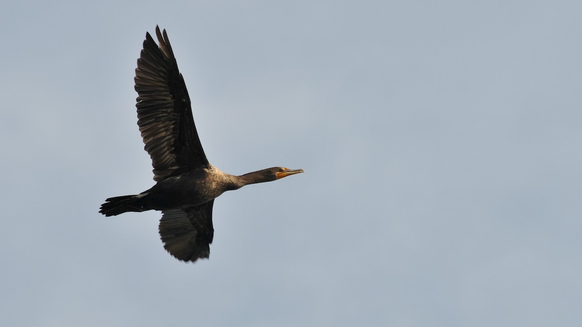 Double-crested Cormorant - ML376925531