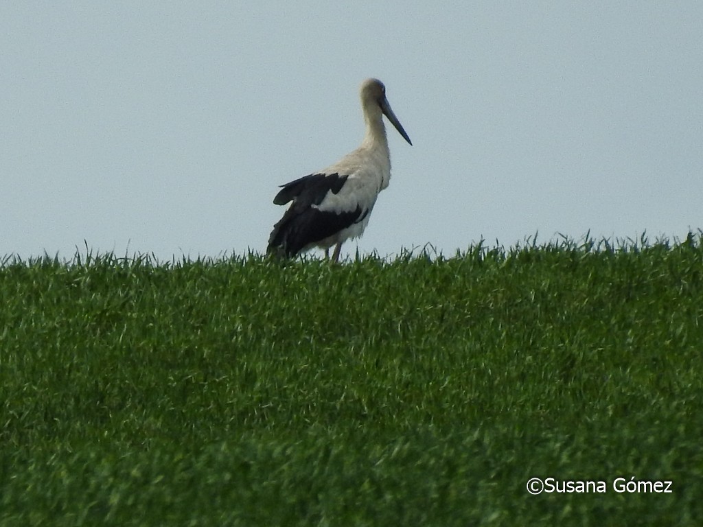 Maguari Stork - ML376927631