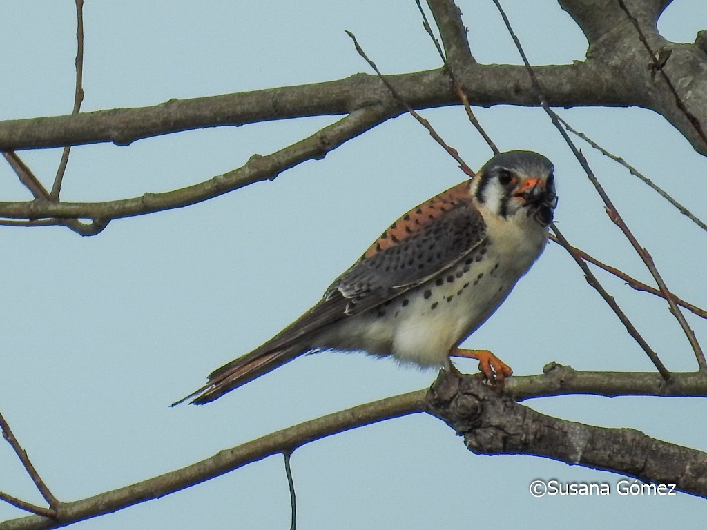 American Kestrel - Susana Gómez