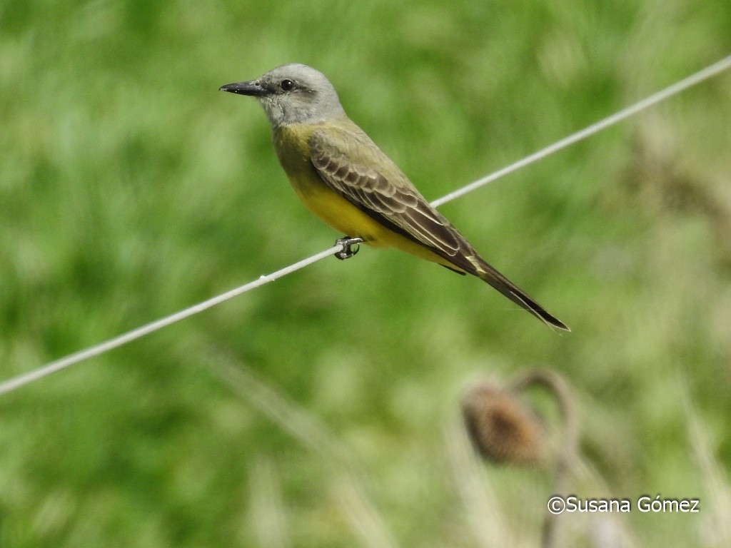 Tropical Kingbird - Susana Gómez