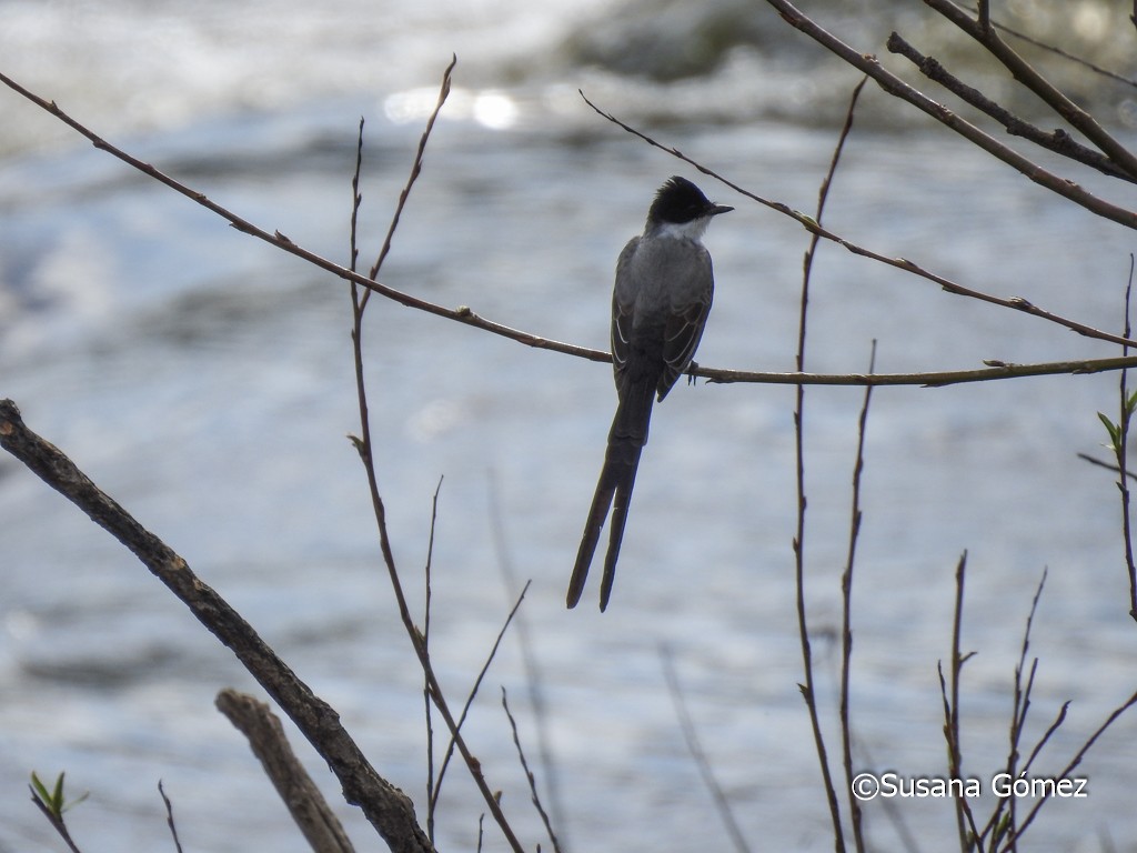 Fork-tailed Flycatcher - ML376927771