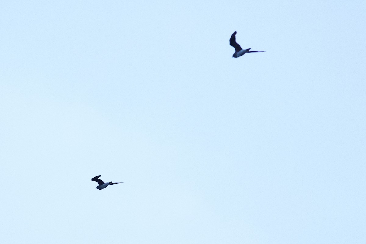 Oriental Pratincole - ML376927931