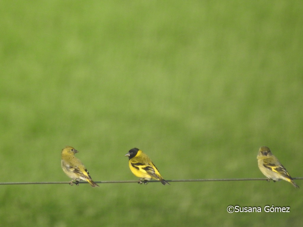 Hooded Siskin - ML376928341