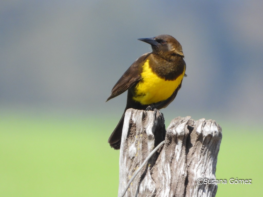 Brown-and-yellow Marshbird - ML376928461