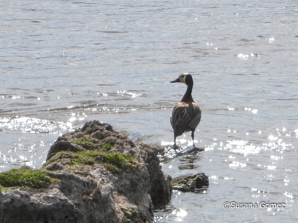 White-faced Whistling-Duck - ML376928481