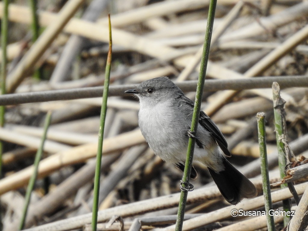 Sooty Tyrannulet - ML376928561