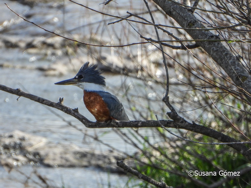 Martin-pêcheur à ventre roux - ML376928591