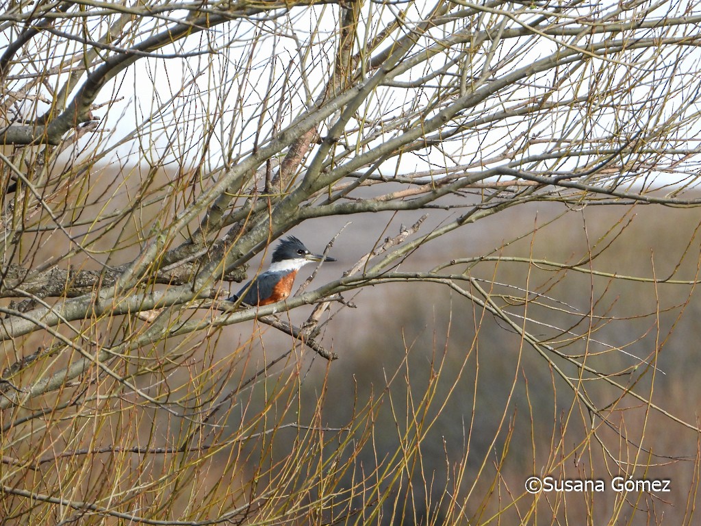 Martin-pêcheur à ventre roux - ML376928611