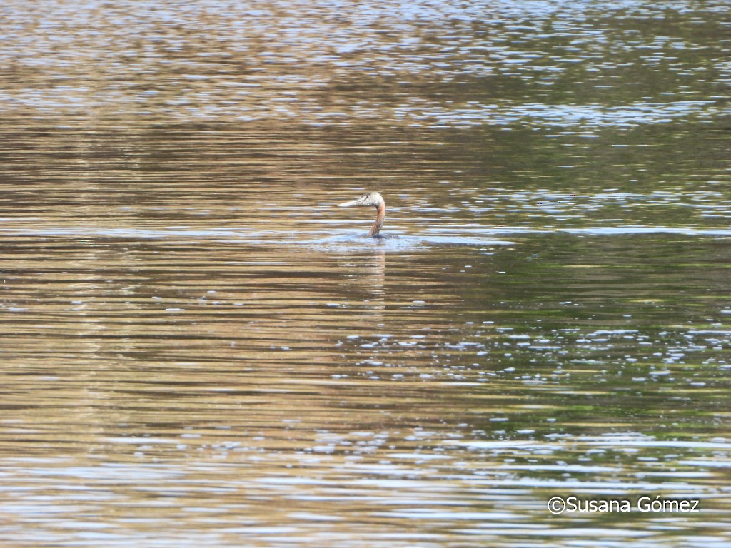 Great Grebe - ML376928631