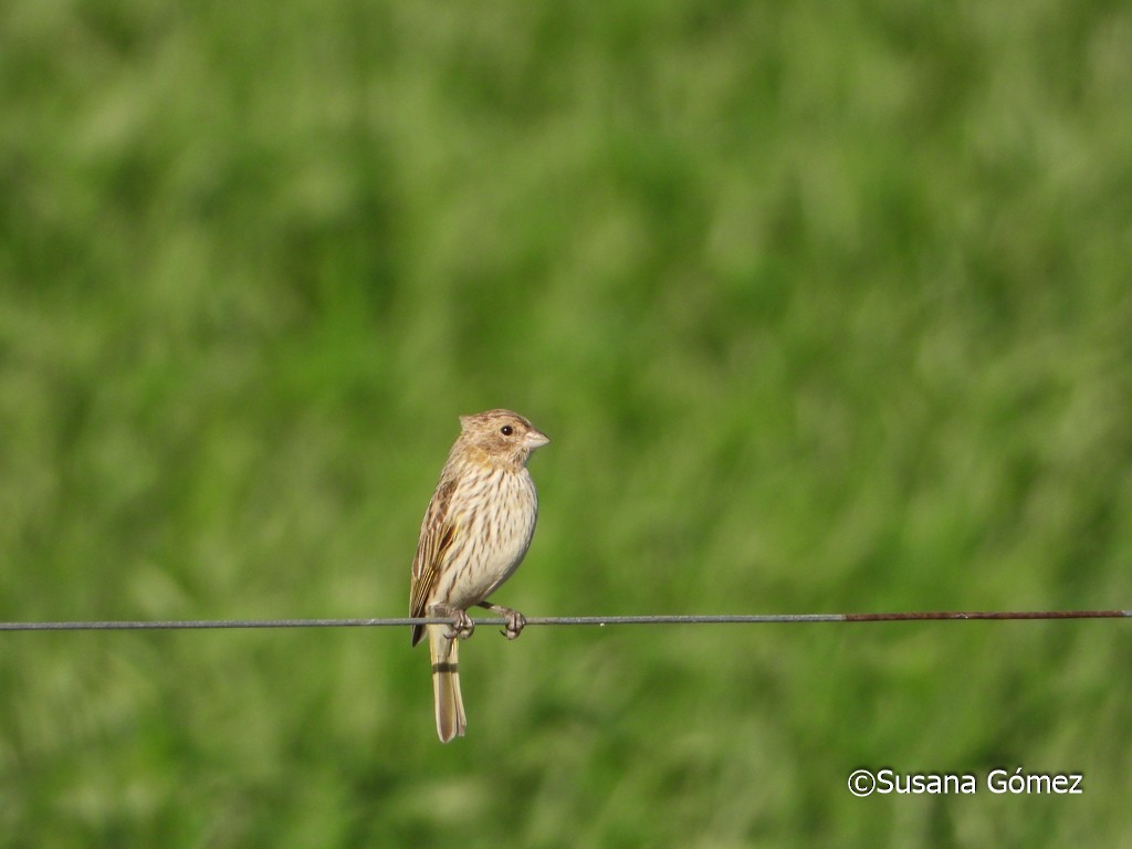 Saffron Finch - ML376928661