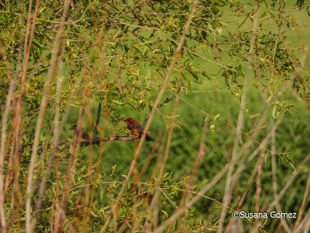 Vermilion Flycatcher - ML376928681