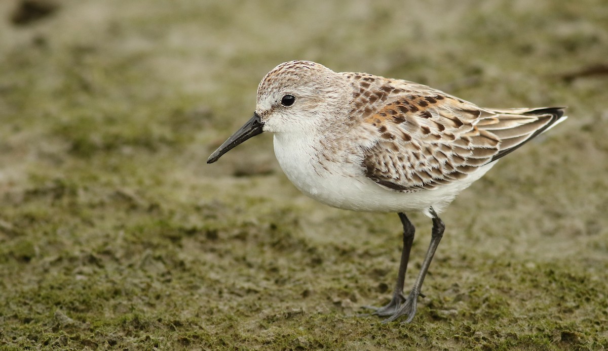 Western Sandpiper - ML37693011