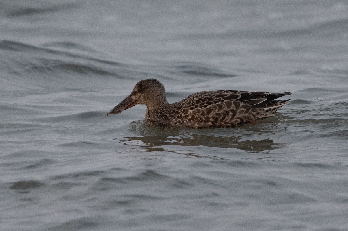 Northern Shoveler - ML376930741