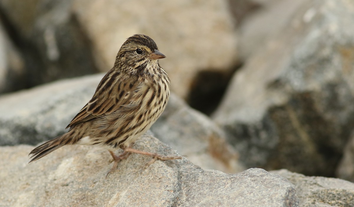 Savannah Sparrow (Belding's) - Luke Seitz