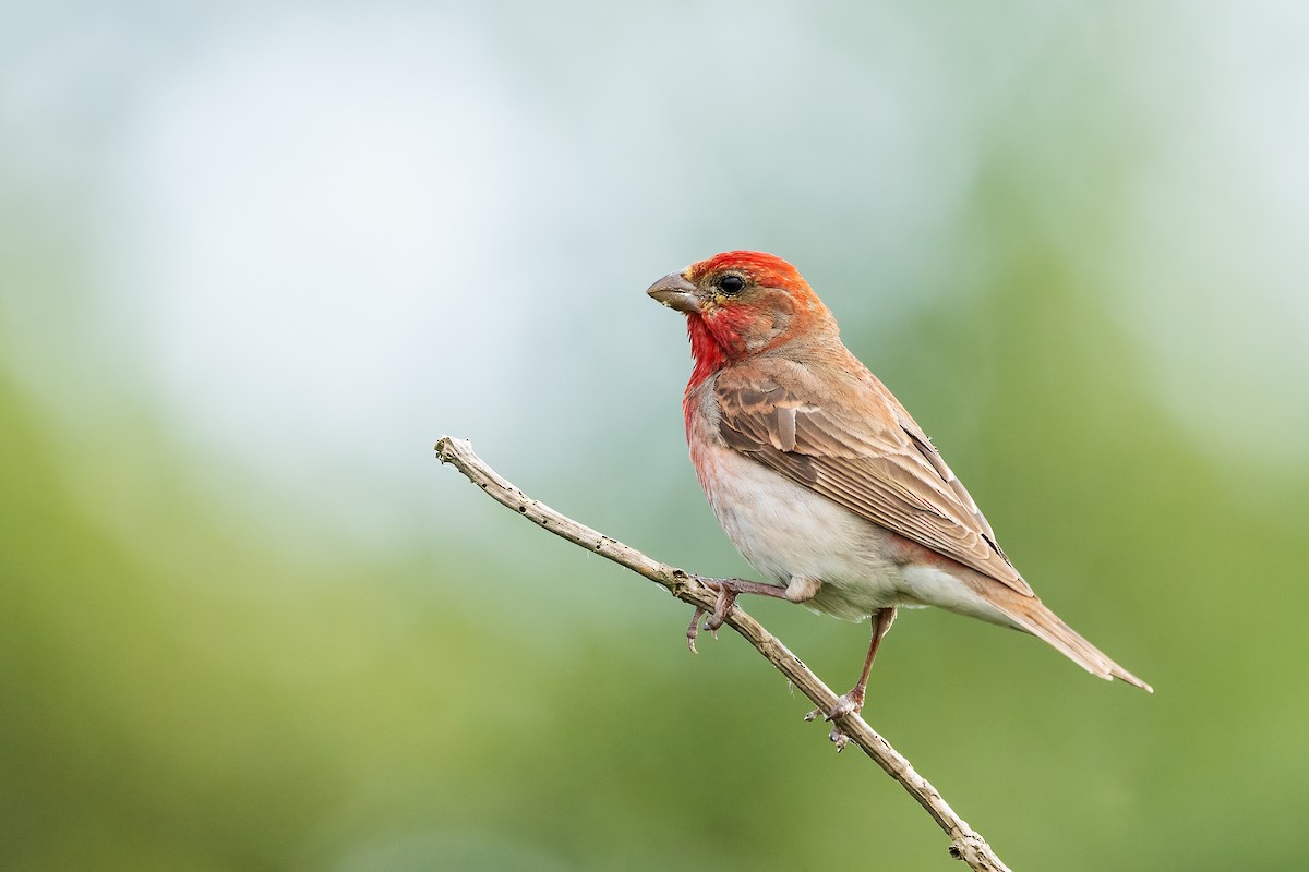 Common Rosefinch - Philipp Böddeker