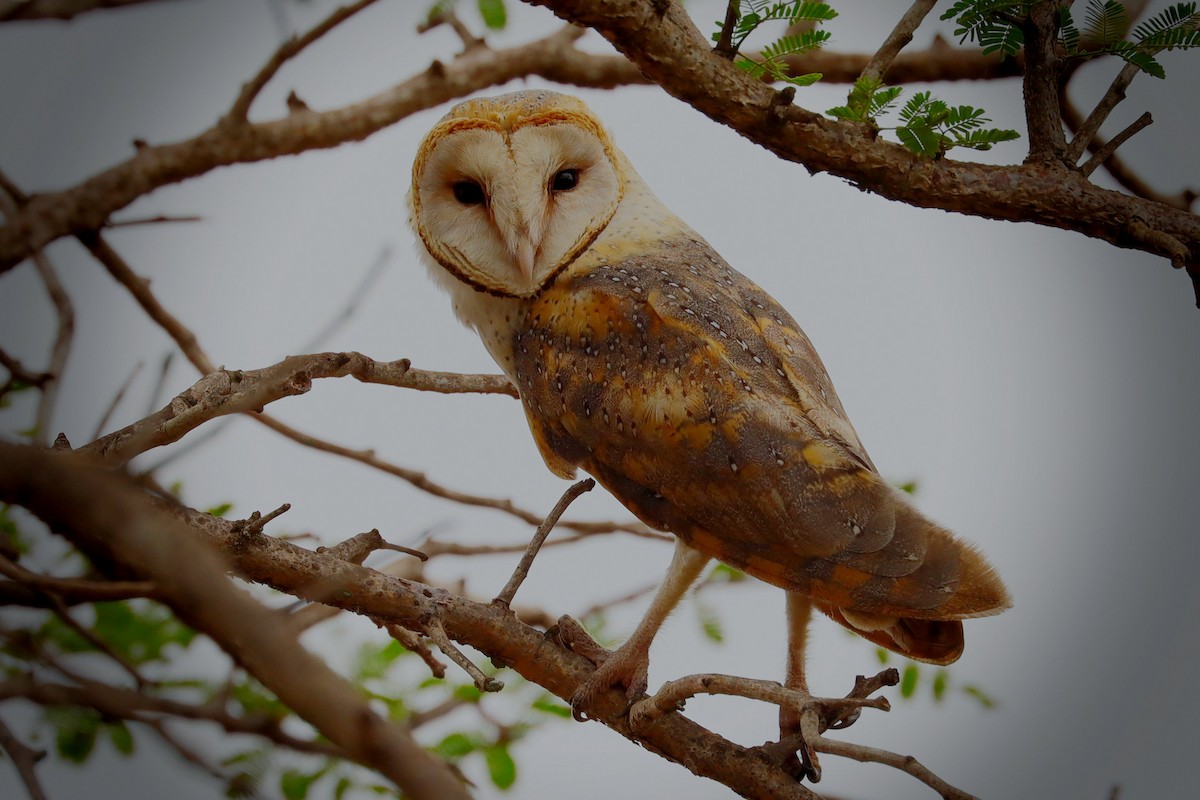 Western Barn Owl - ML376932251