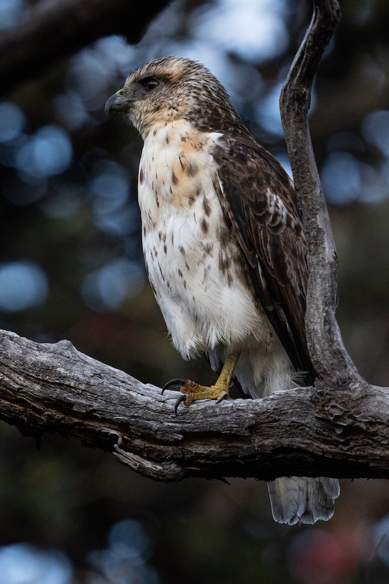 Hawaiian Hawk - ML376933501