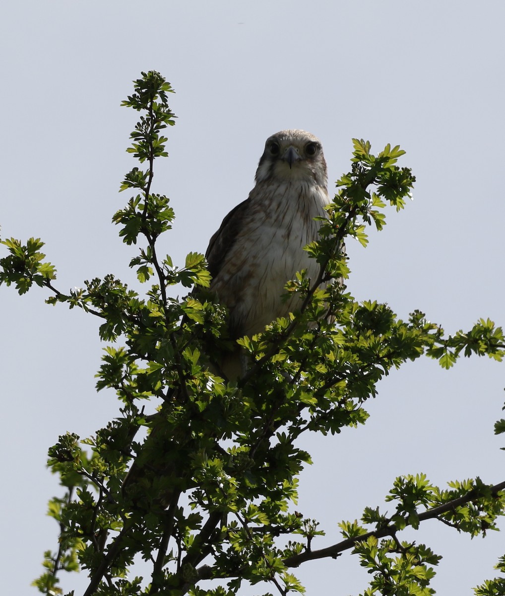 Brown Falcon - ML376933771