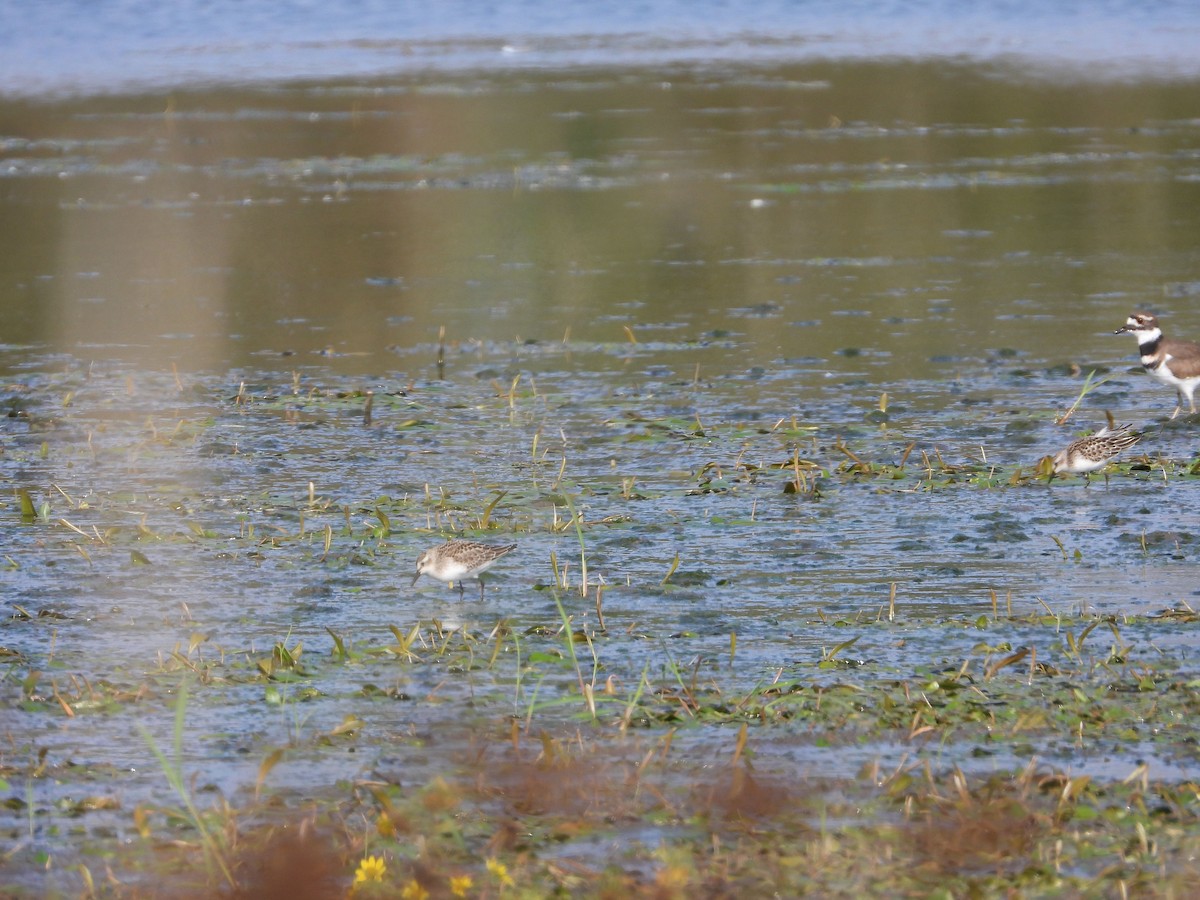 Semipalmated Sandpiper - ML376933911