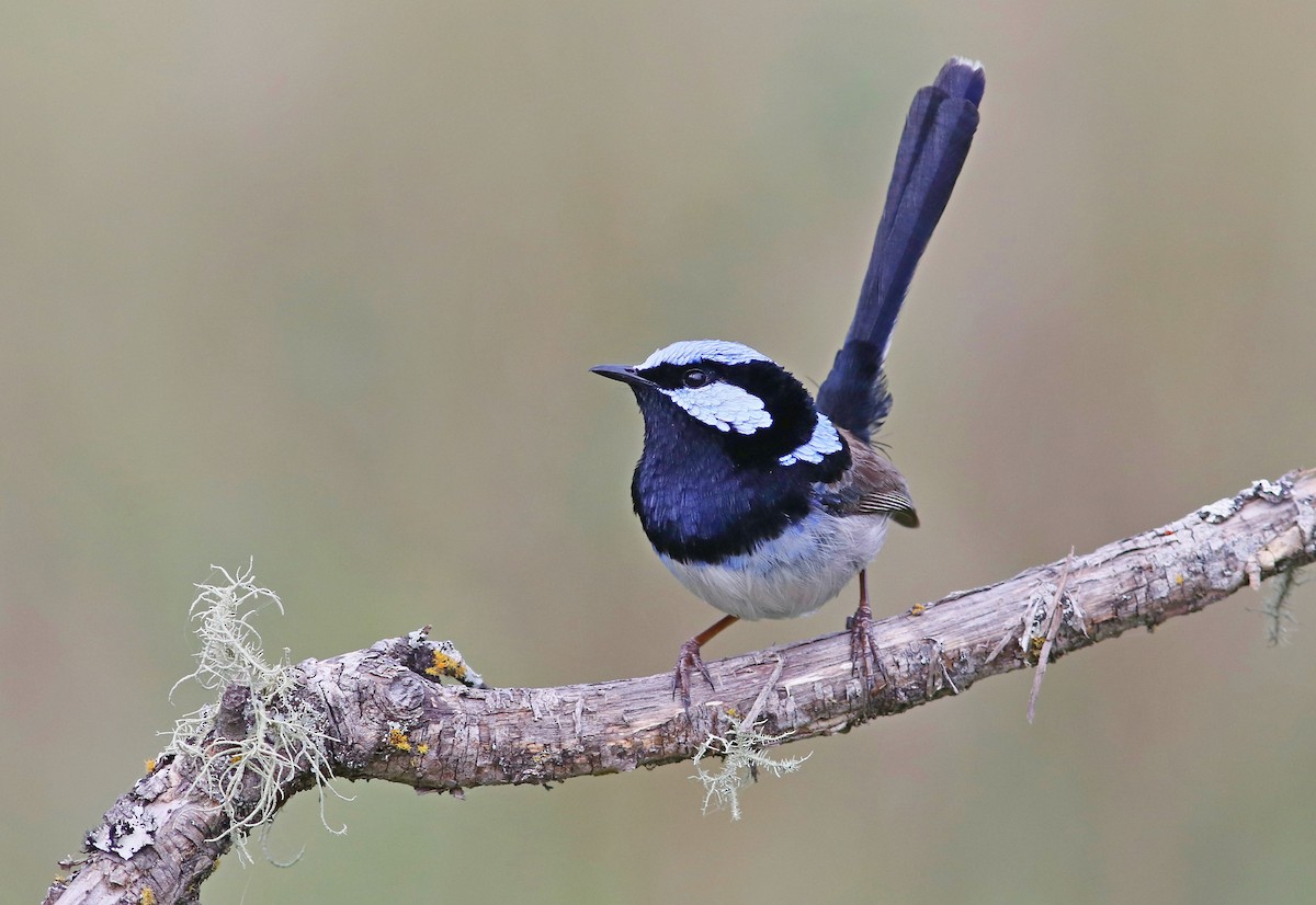 Superb Fairywren - ML376934331