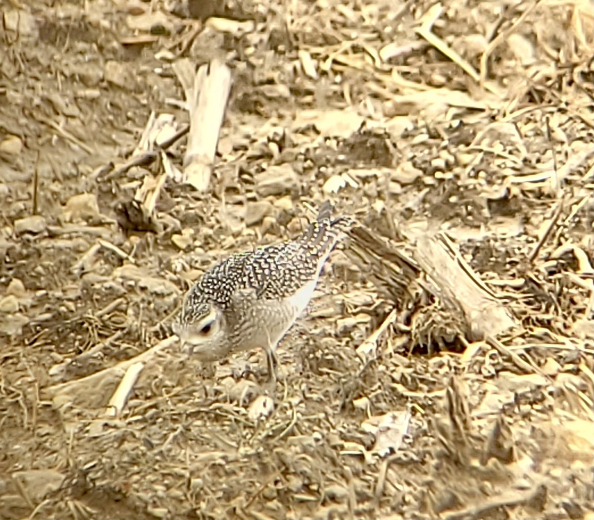 American Golden-Plover - ML376934541