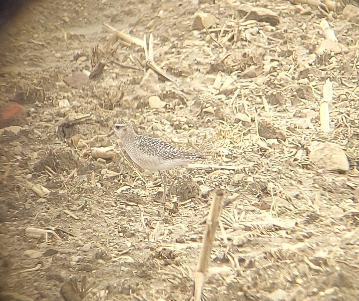 American Golden-Plover - ML376934551