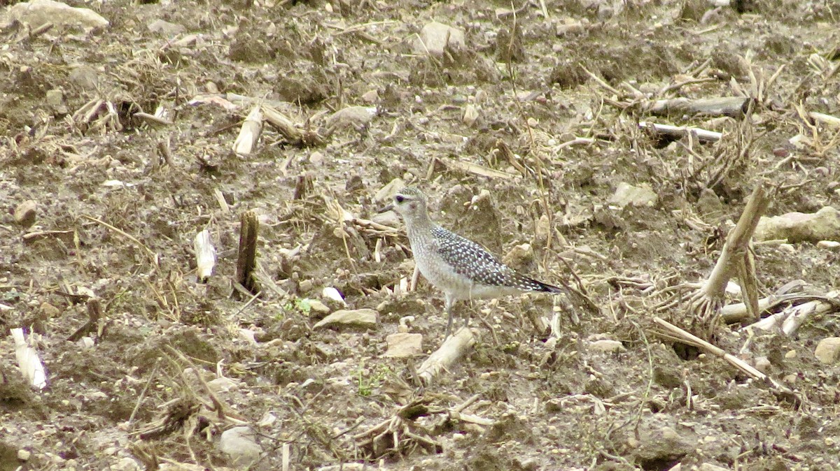 American Golden-Plover - ML376934561