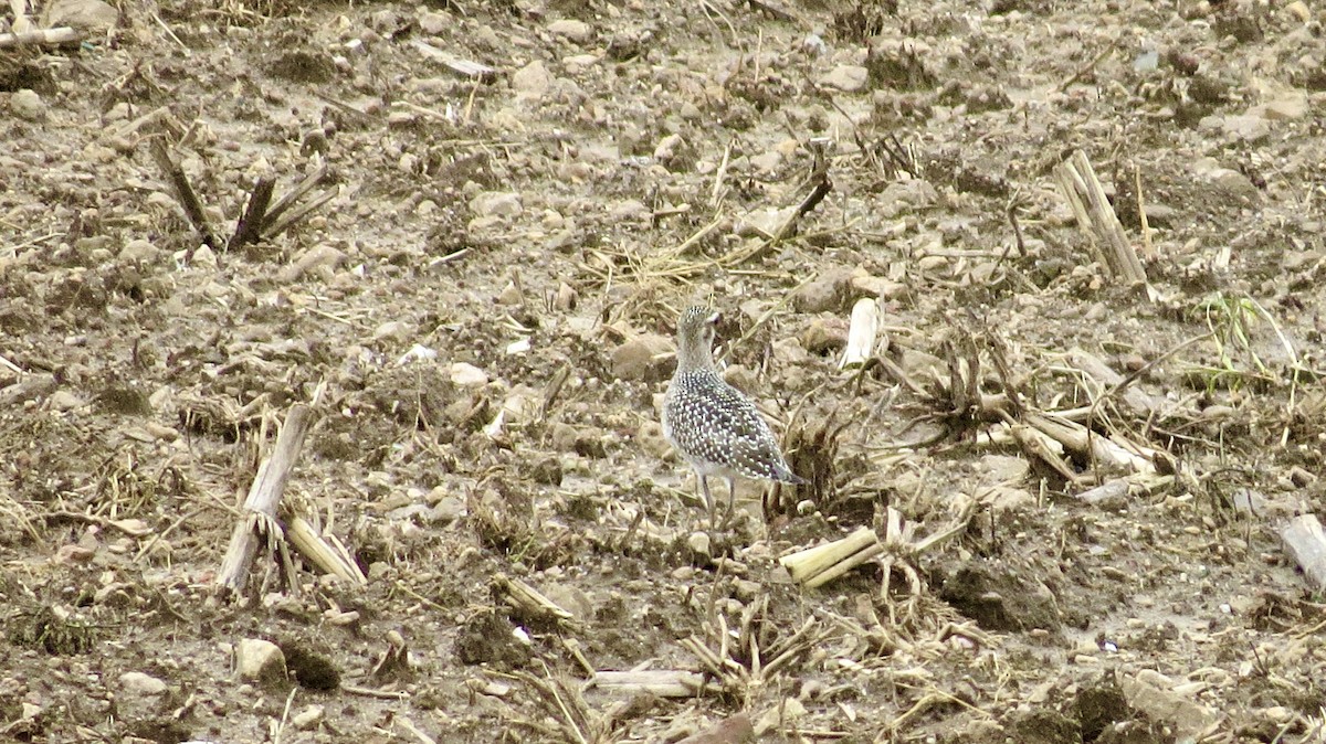 American Golden-Plover - ML376934581