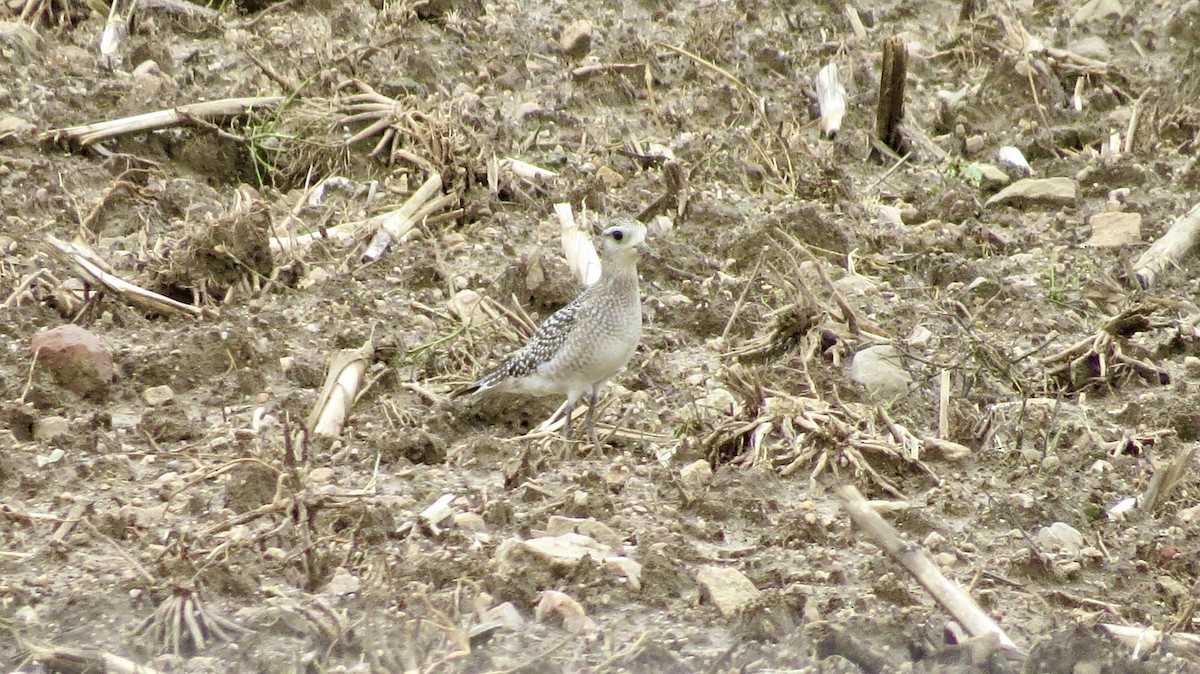 American Golden-Plover - ML376934591