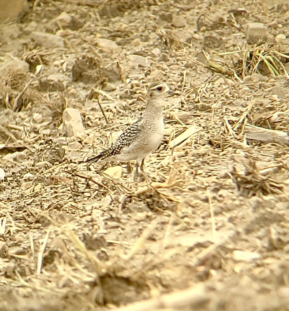 American Golden-Plover - ML376934601