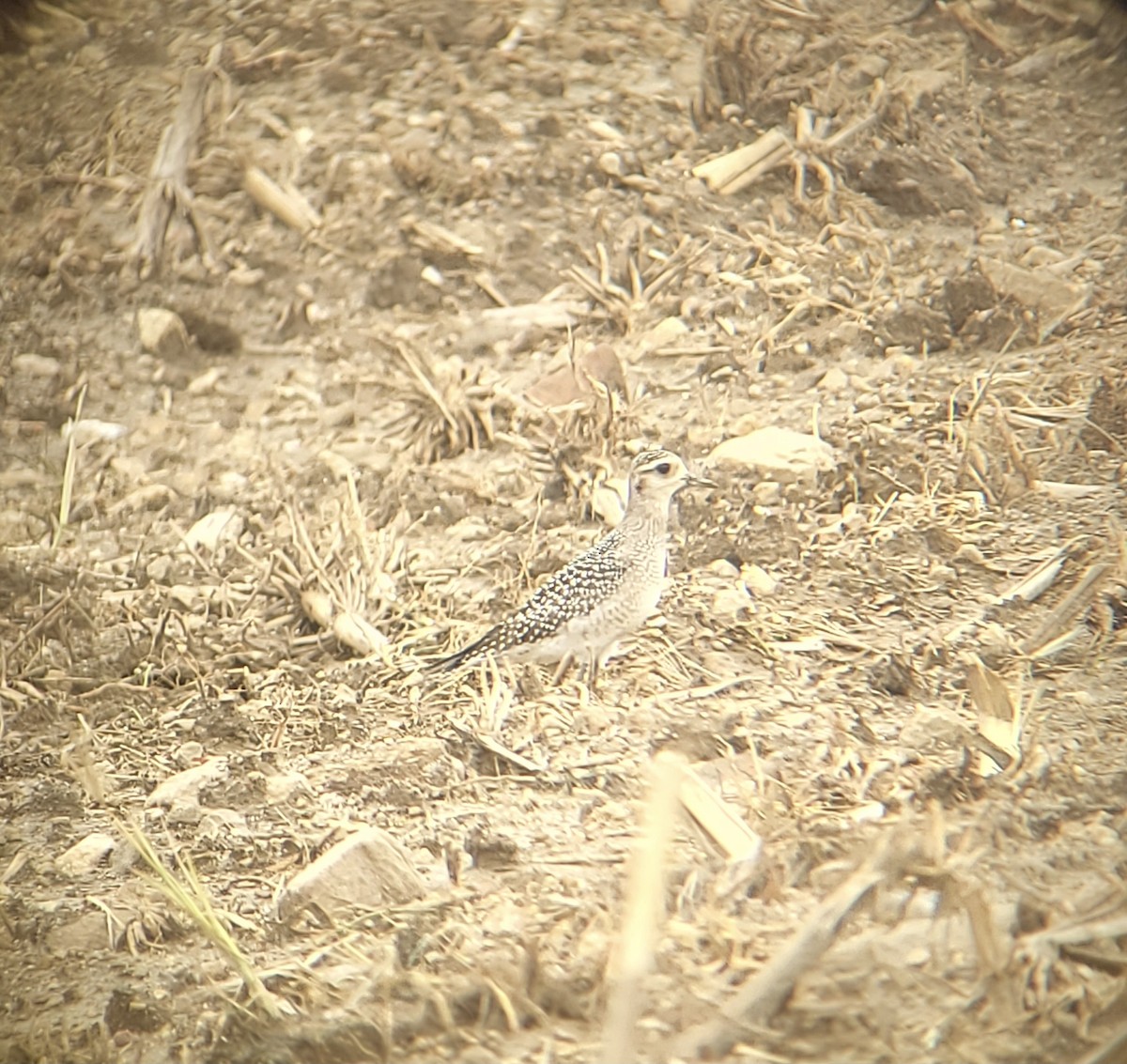 American Golden-Plover - ML376934611