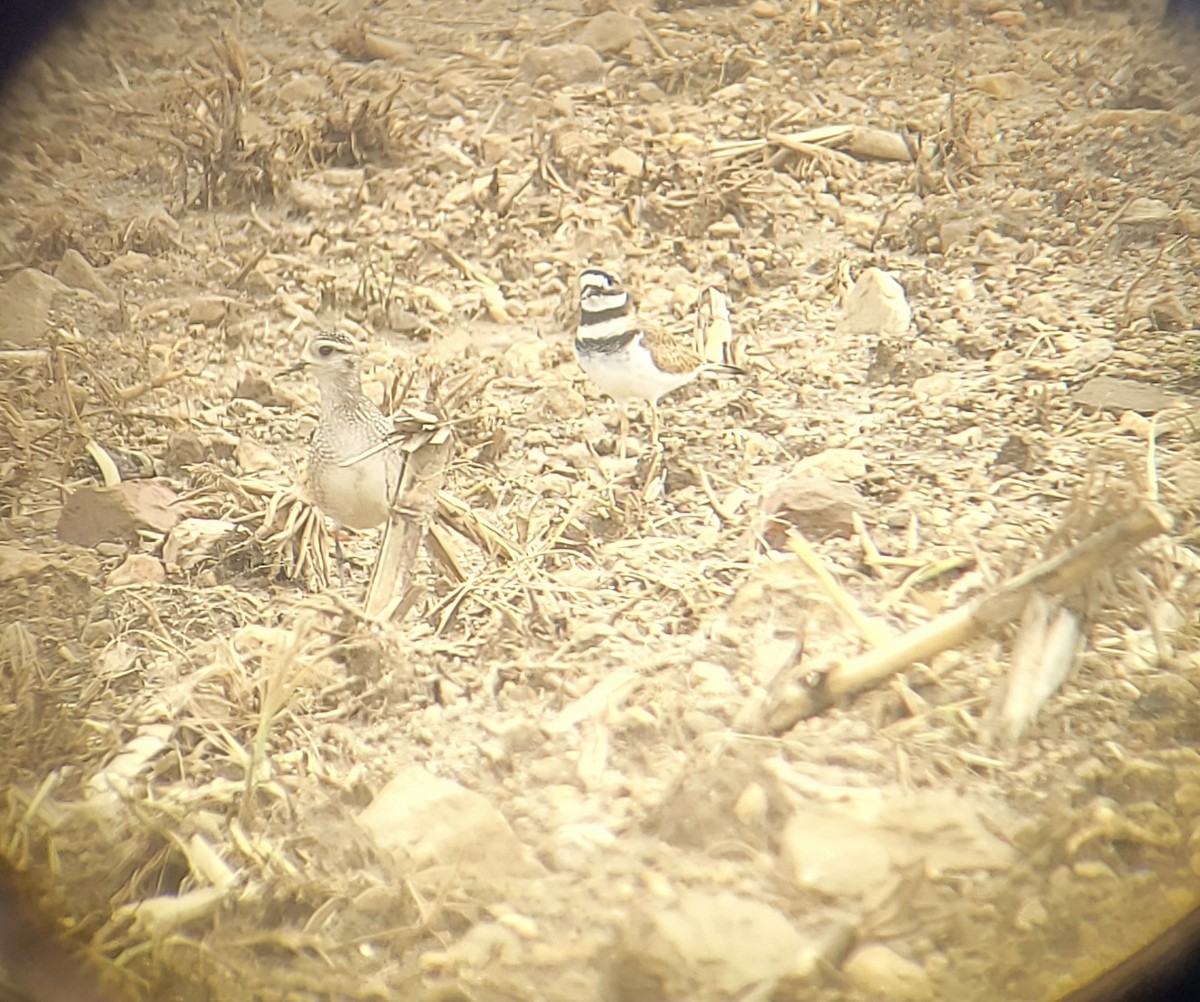 American Golden-Plover - ML376934631