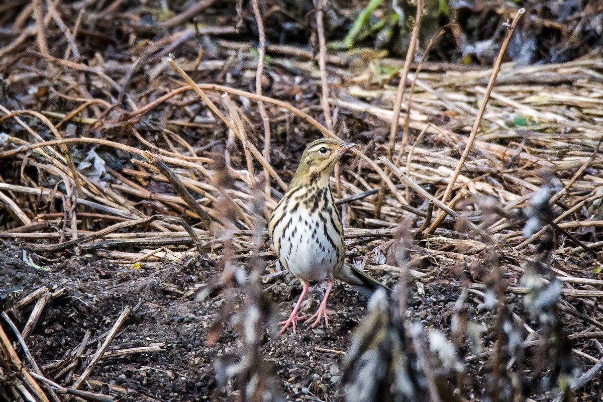 Pipit à dos olive - ML376935201