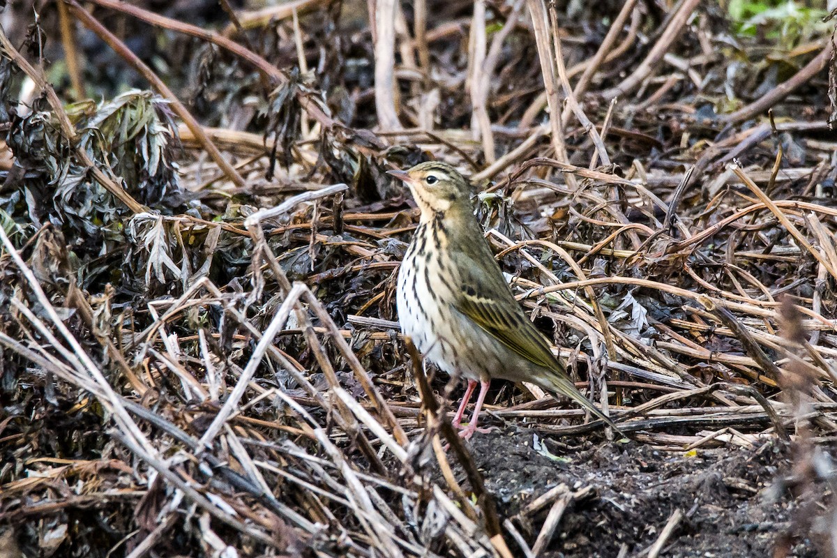 Olive-backed Pipit - ML376935371