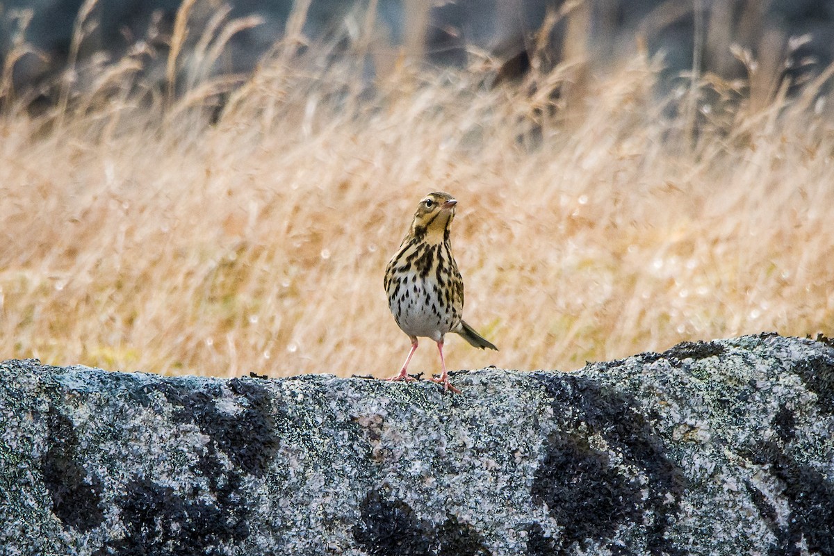 Olive-backed Pipit - ML376935711