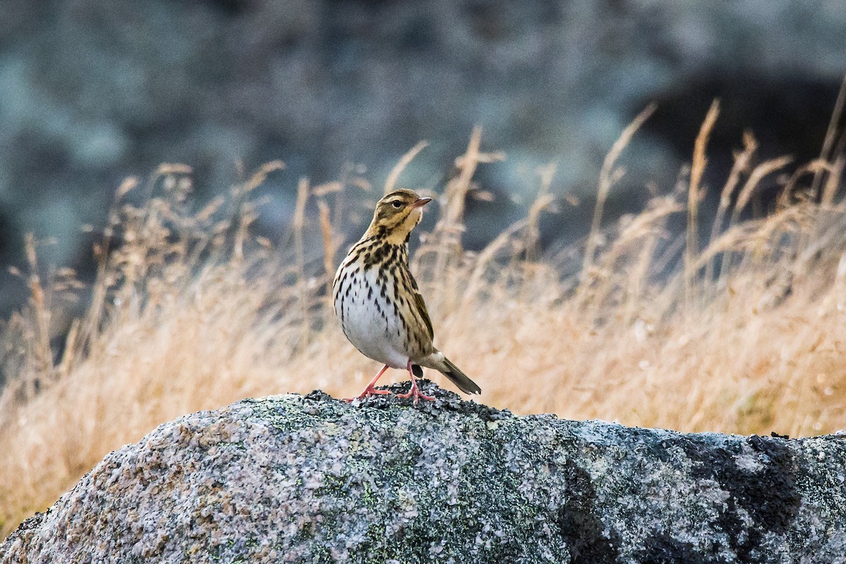 Olive-backed Pipit - ML376935801
