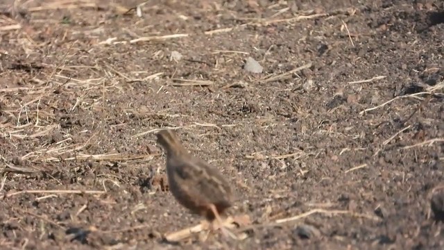 Common Quail - ML376935971