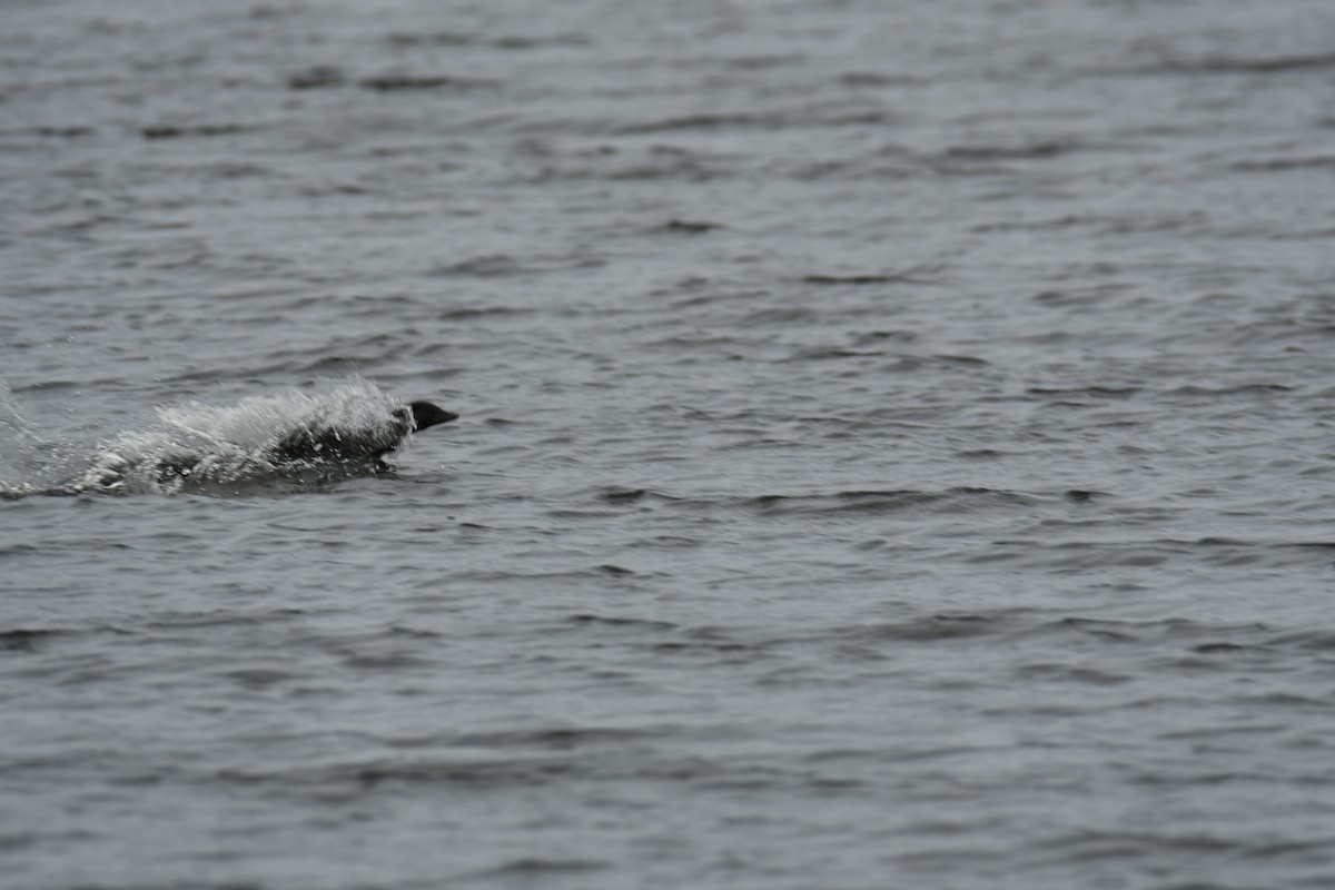 Australasian Grebe - ML376937801