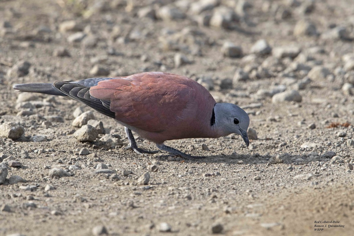 Red Collared-Dove - ML376939181