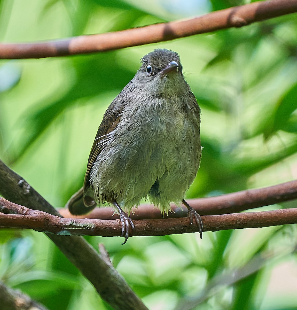 Cream-vented Bulbul - ML376939211