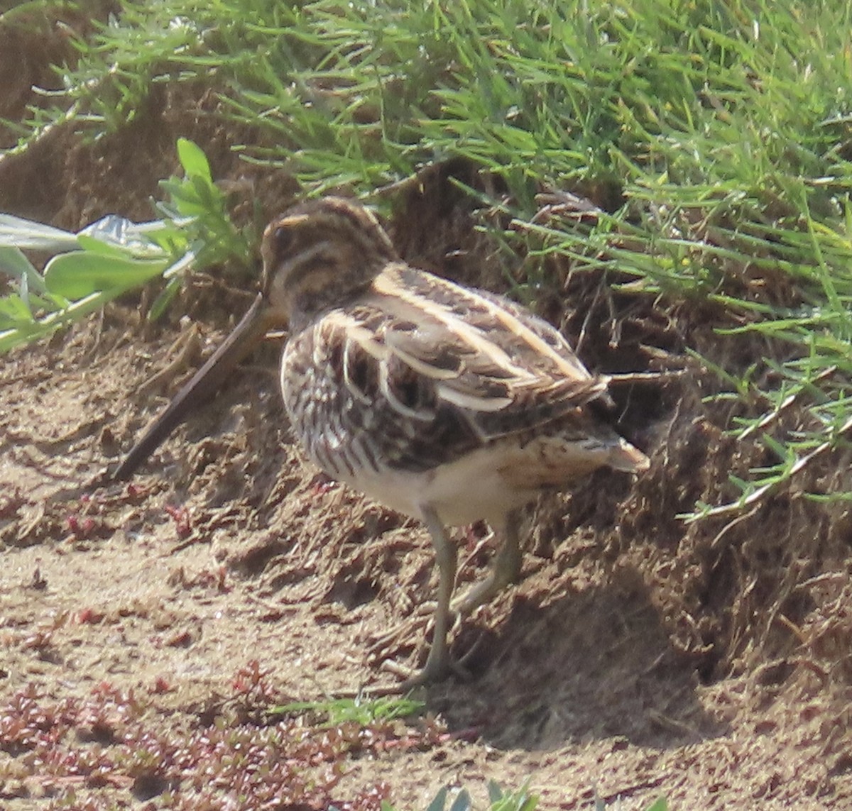 Common Snipe - ML376940611