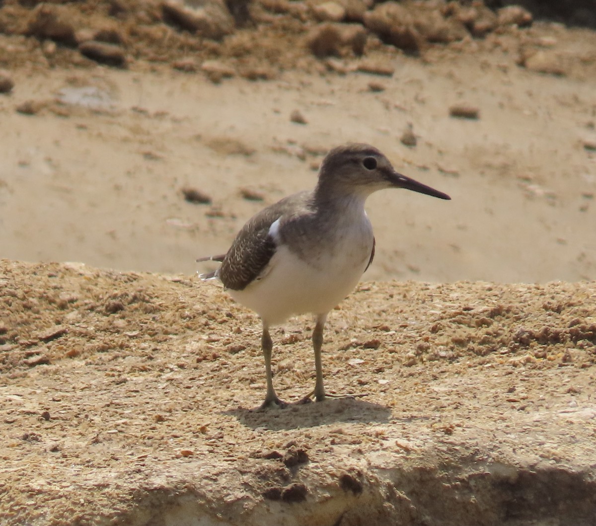 Common Sandpiper - Ute Langner