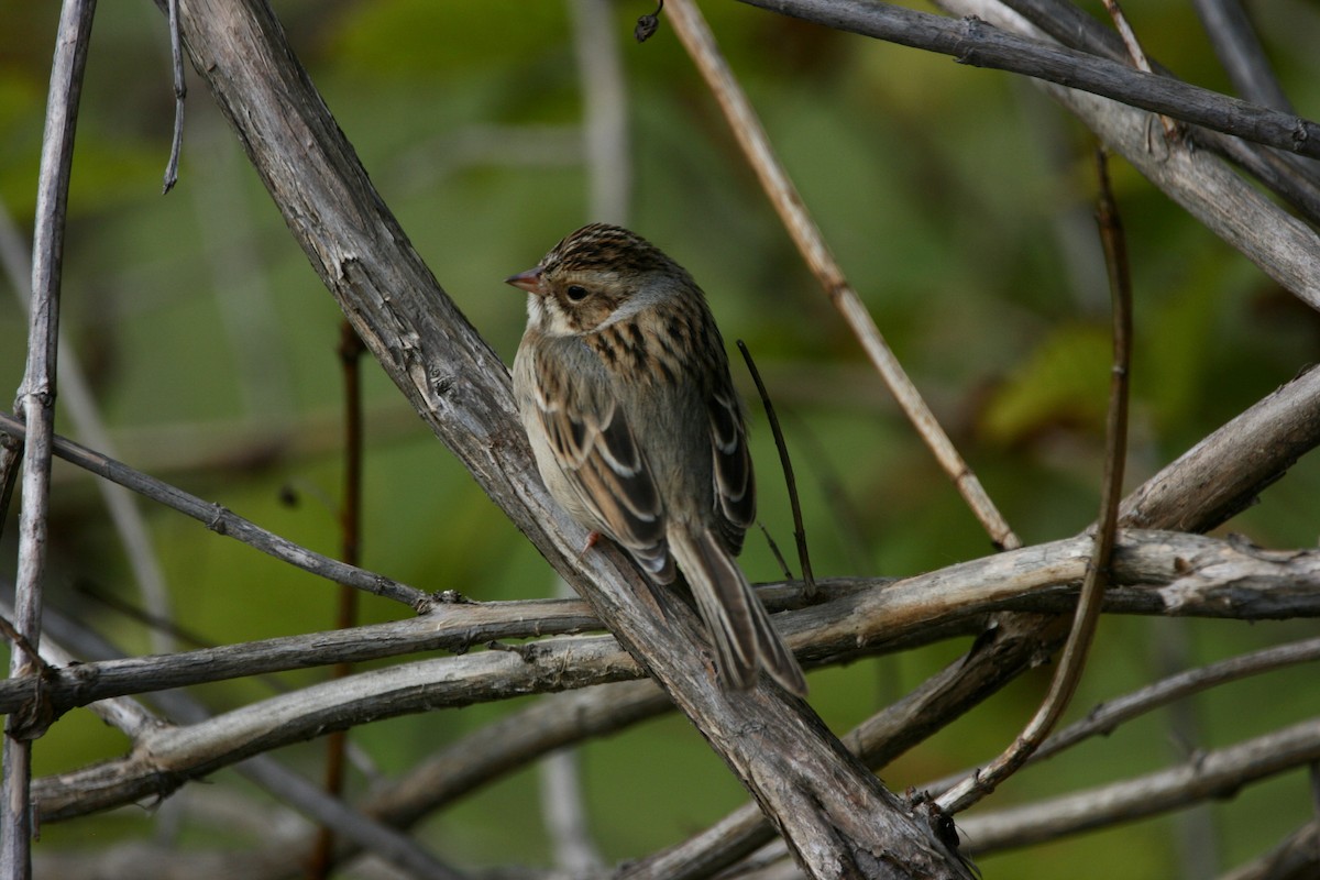 Clay-colored Sparrow - ML376941081