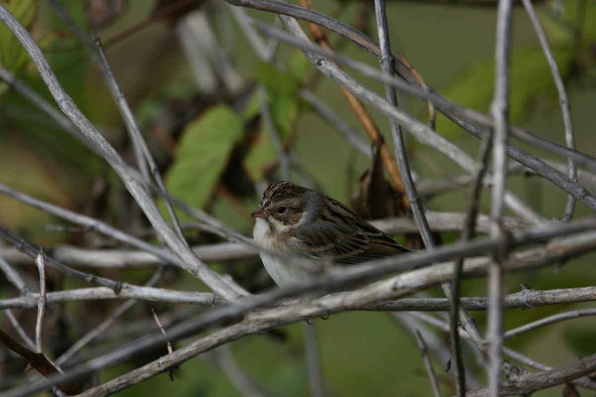 Clay-colored Sparrow - ML376941091