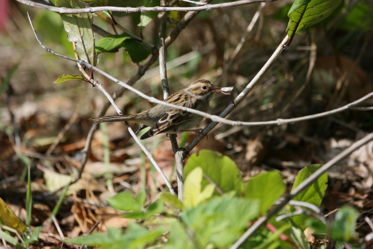 Clay-colored Sparrow - ML376941101