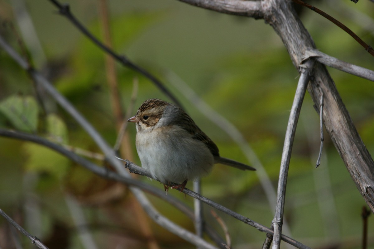 Clay-colored Sparrow - ML376941111